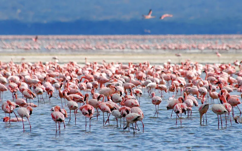Lake Nakuru & Naivasha