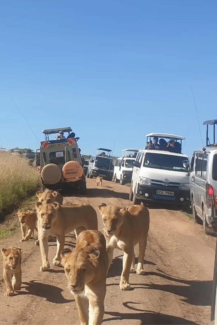 Maasai Mara National Reserve