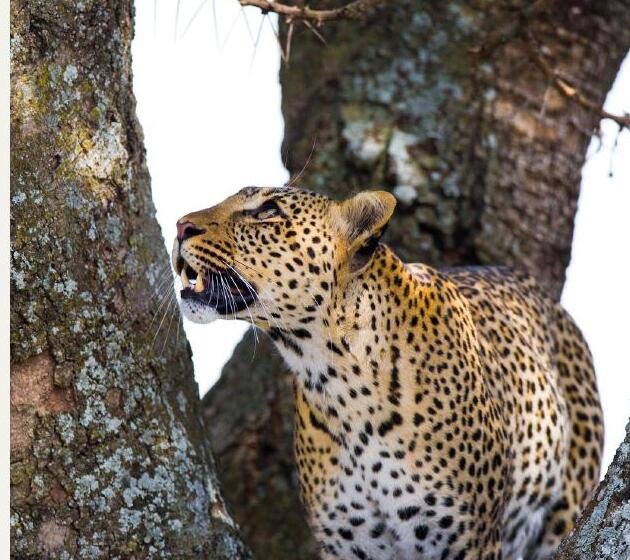 Tsavo East & Tsavo West National Parks