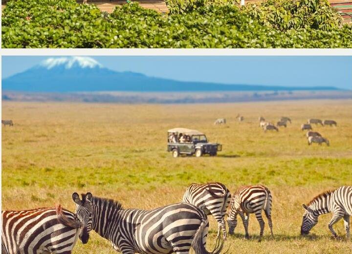 Wildlife experience